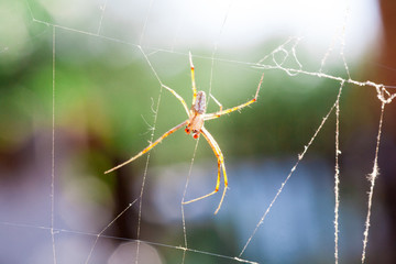 Agriopa Wasp Spider
