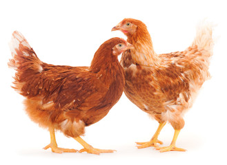 Two brown hen isolated.