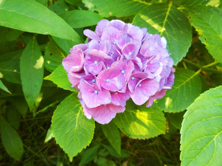 Inflorescence of large-leaved hydrangea (Hydrángea macrophýlla) with purple-pink flowers in a flower bed in the garden in summer.