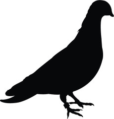 silhouette of a pigeon