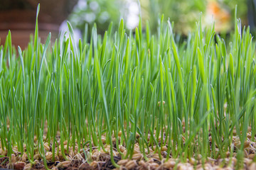 Obraz premium close up grow wheat grass