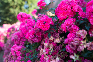 blume rose hecke garten sommer 