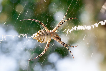 Agriopa Wasp Spider