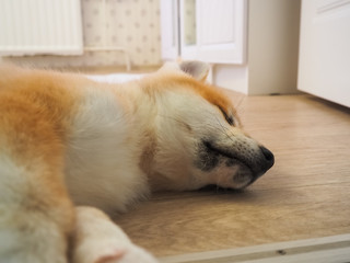 photo sleeping red dog breed Akita-inu