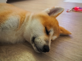 photo sleeping red dog breed Akita-inu