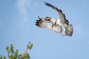 Young osprey landing on a pine tree