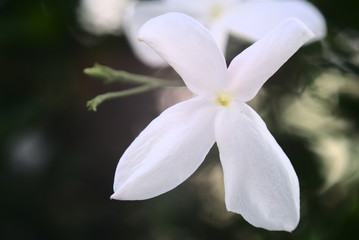 Beautiful Jasmine plant in bloom.