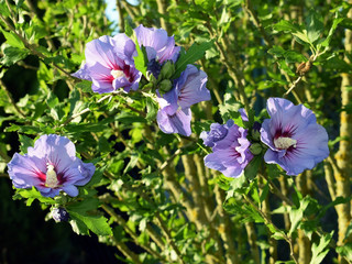 Beautiful flowering shrub of hibiscus syriacus 'Blue Bird' © Martina