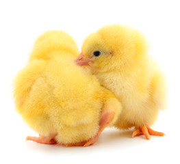 Obraz premium Two yellow chicken.