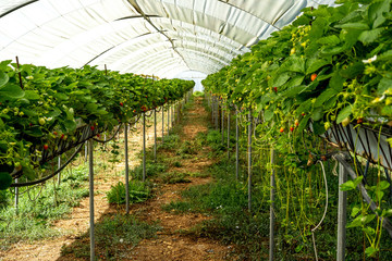 Fototapeta na wymiar Soft focus background. Fresh organic strawberry. Strawberries being grown commercially. Summer season