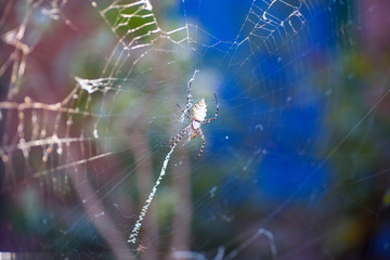 Agriopa Wasp Spider