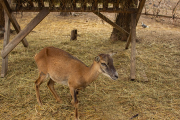 deer in the corral
