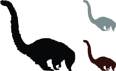 vector illustration of a coati