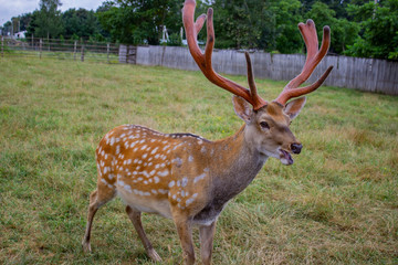 red deer in the woods