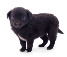 Black little puppie.