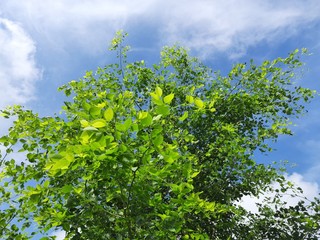Dalbergia sissoo tree in blue sky background. This tree, known commonly as North Indian rosewood, is a fast-growing, hardy deciduous rosewood tree native to the Indian Subcontinent and Southern Iran.