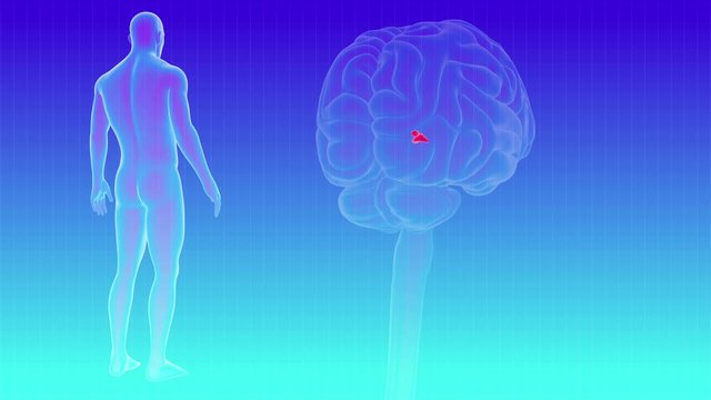 Human Brain inner parts Pineal gland Anatomy For Medical Concept Loopable 3D Illustration