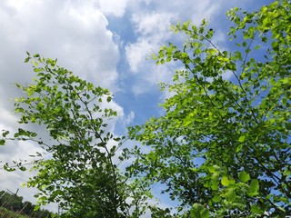 Dalbergia sissoo tree in blue sky background. This tree, known commonly as North Indian rosewood, is a fast-growing, hardy deciduous rosewood tree native to the Indian Subcontinent and Southern Iran.