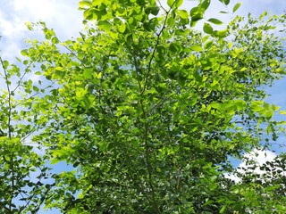 Dalbergia sissoo tree in blue sky background. This tree, known commonly as North Indian rosewood, is a fast-growing, hardy deciduous rosewood tree native to the Indian Subcontinent and Southern Iran.