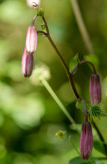 Lys martagon en bouton à Ceyzériat, France