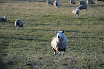 Sheep farm New Zealand  and mountain background.