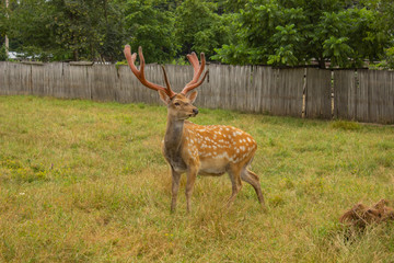 the deer is in the corral