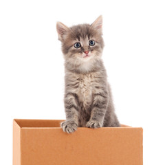 Kitten sitting in box.