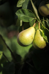 unripe conference pears hanging on a home garden tree in summer