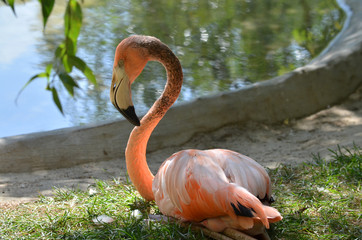 pink flamingo in zoo