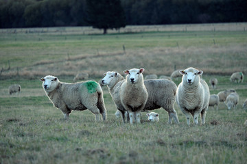 Fototapeta premium Sheep farm New Zealand and mountain background.