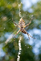 Agriopa Wasp Spider