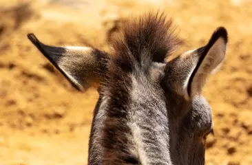 Fototapeten Esel Nahaufnahme von Eselsohren im Zoo.  © schankz