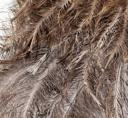 Ostrich feathers as abstract background.