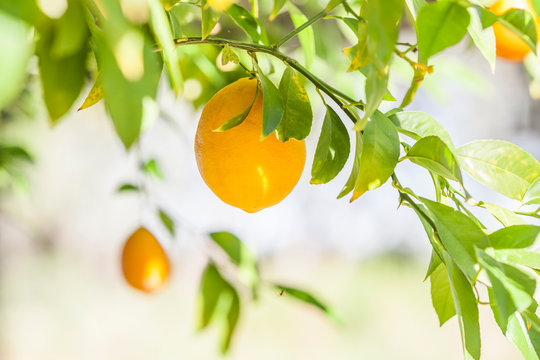 ripe meyer lemons hanging from a tree with bright green leaves. Shallow depth of field with soft, warm light.