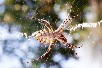 Agriopa Wasp Spider