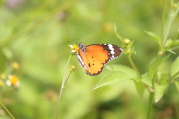 Butterfly on a flower