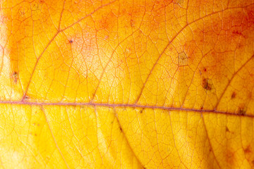 Autumn leaf as an abstract background