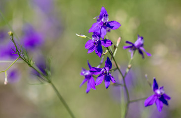Beautiful blue flowers in the summer park.