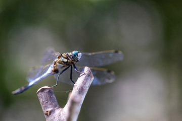 青いトンボ