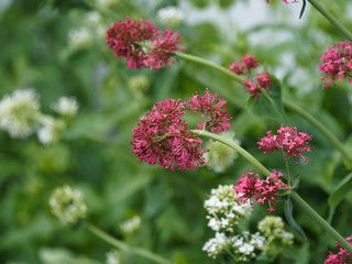 Red valerian or kiss-me-quick (Centranthus ruber) with rounded clusters of small brick red, pale pink or purplish red flowers and lanceolate, oval blue green foliage 
