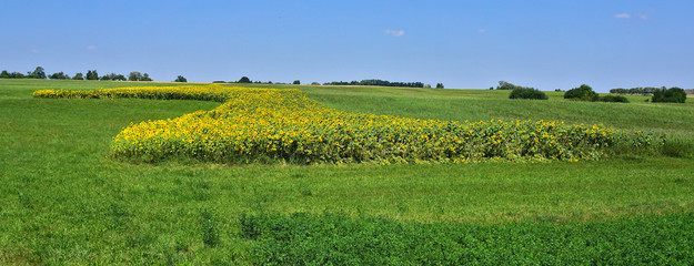 Fototapeta premium Sonnenblumenfeld, Baden Württemberg, Deutschland