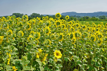 Sonnenblumenfeld,  Baden Württemberg, Deutschland