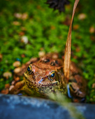Macro shot of an agile frog (Rana dalmatina) sitting in a garden.