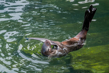 Resting female of Northern Fur Seal (Callorhinus ursinus)