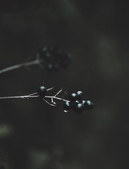 Dunkle Beeren © Jessica