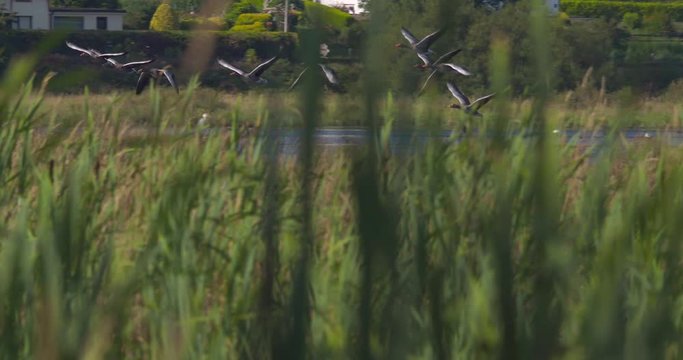 Geese birds flying in formation over wetland marsh reeds slow motion