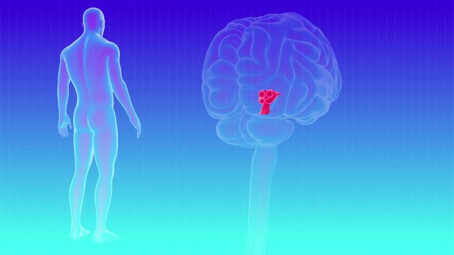 Human Brain inner parts Corpora quadrigemina of tectum Anatomy For Medical Concept Loopable 3D Illustration