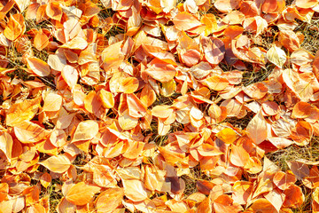 Yellow autumn leaves lie. Natural background. The concept of autumn texture. The view from the top