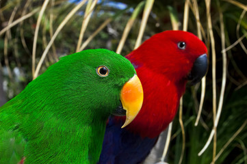 Male (green) and female (red) of Eclectus Parrot (Eclectus roratus)