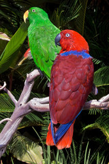 Male (green) and female (red) of Eclectus Parrot (Eclectus roratus)